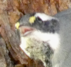 Black-throated Gray Warbler